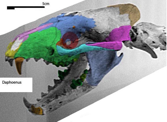 Daphoenus Protictitherium