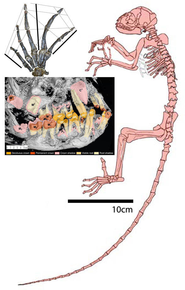 Darwinius