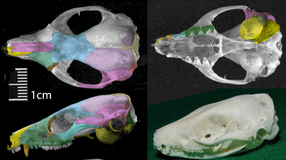 Dasyuroides skull