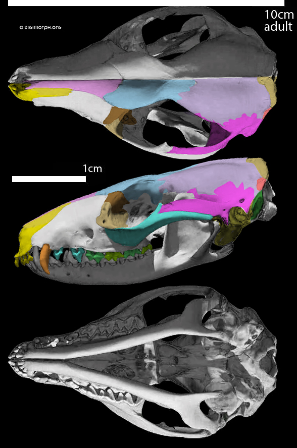 Dasyurus skull