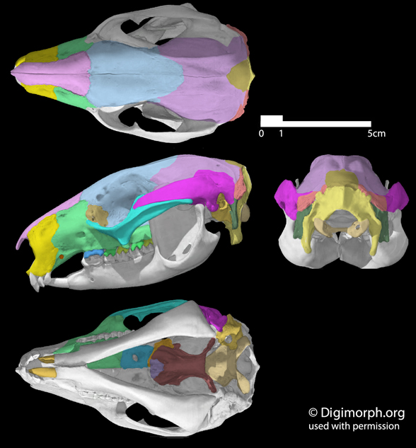 Dendrolagus skull+