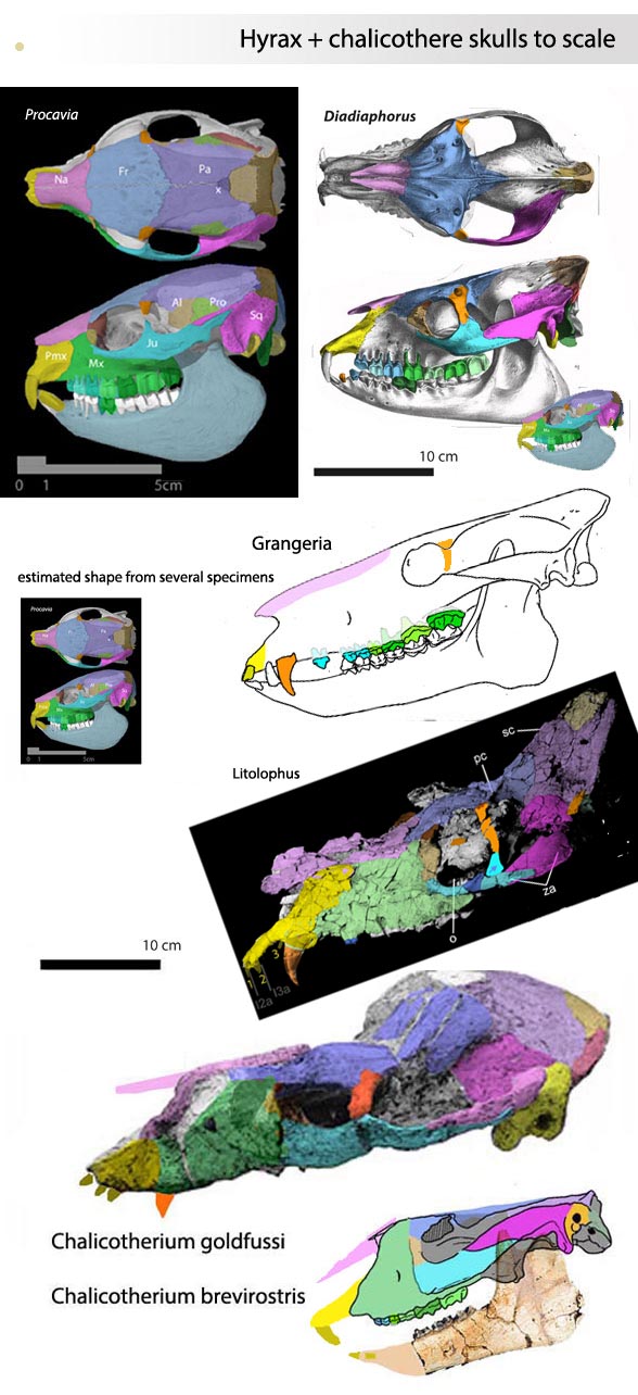 Diadiaphorus and Procavia skulls compared