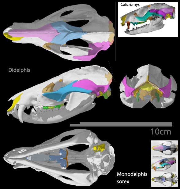 Didelphis skull