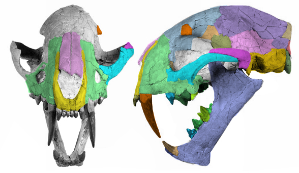 Dinictis squalidens skull