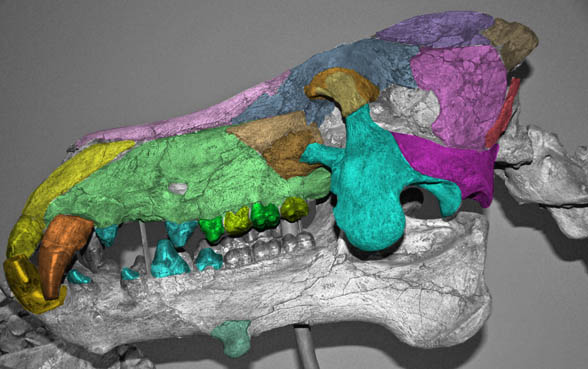 Dinohyus skull