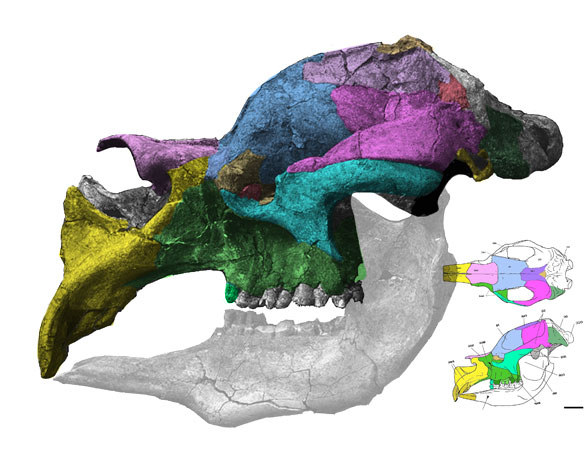 Diprotodon skull