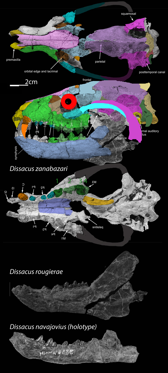 Dissacus skull