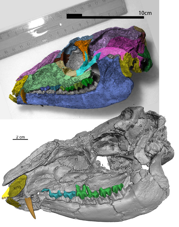 Dorcatherium skull