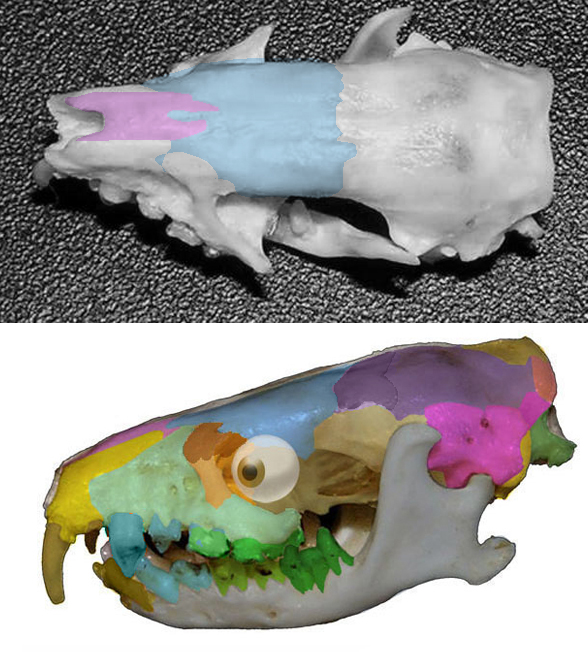 Echinops skull