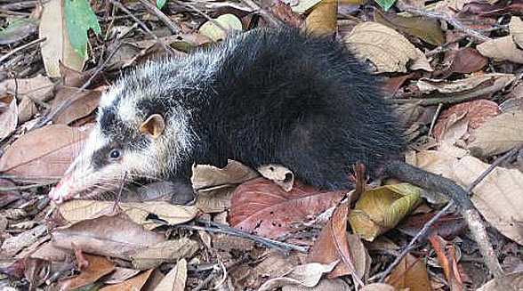 Echinosorex moonrat