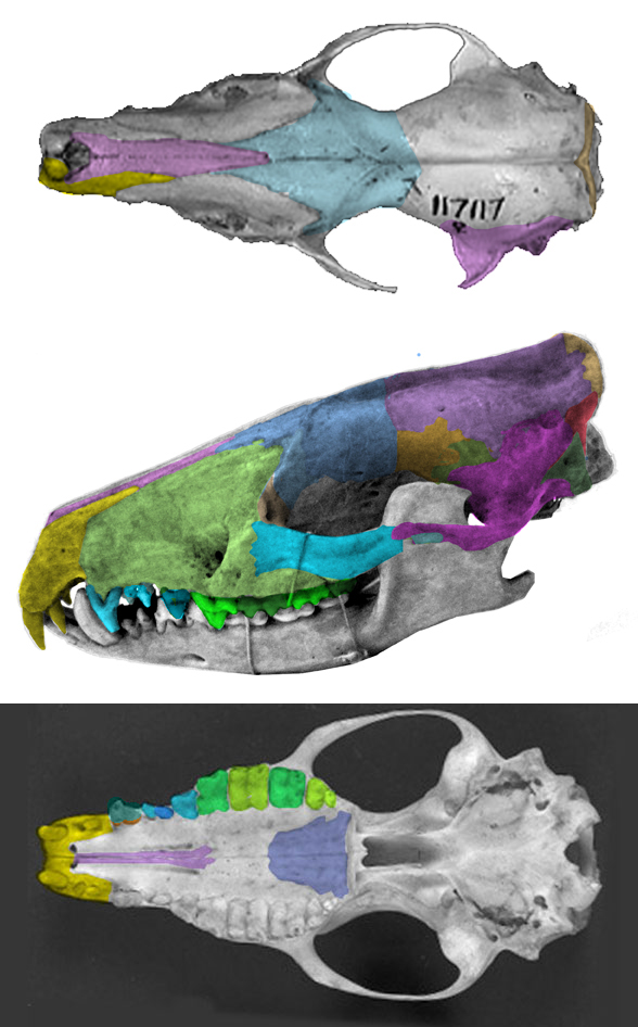 Echinosorex skull