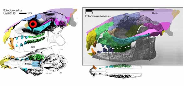 Ectocion two species