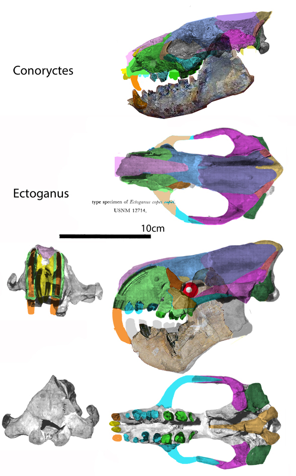 Ectoganus skull