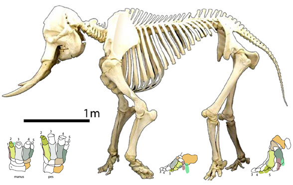 Elephas maximus