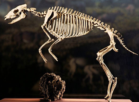 Eohippus skeleton