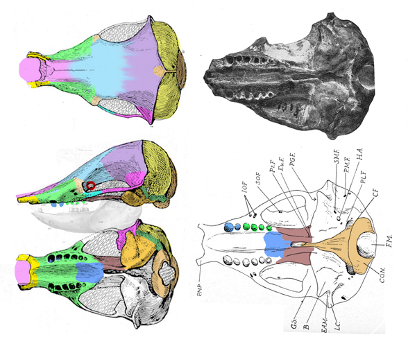 Epoicotherium skull