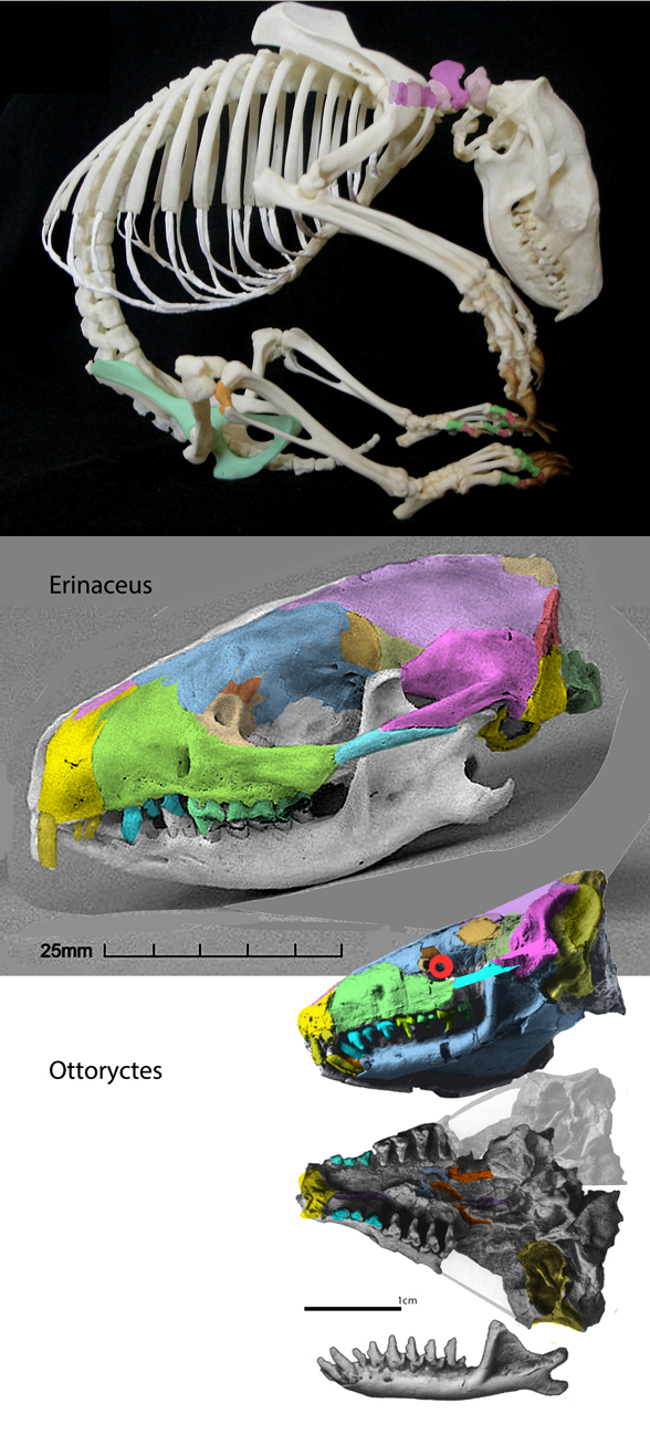 Erinaceus skull