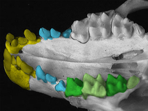 erinaceus palate