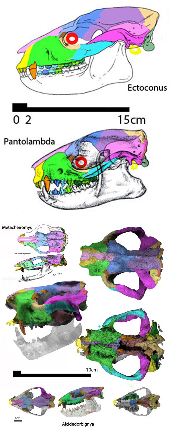 Ernanodon skull