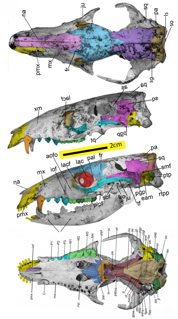 Galadi skull