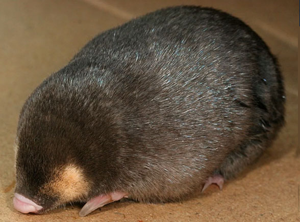 Chrysochloris golden mole in vivo