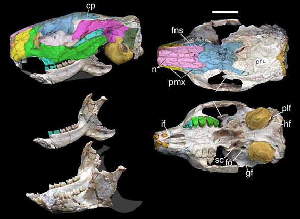 Gomphos skull