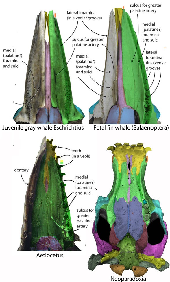 Gray whale palate compared