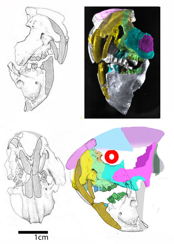 Groeberia diagram