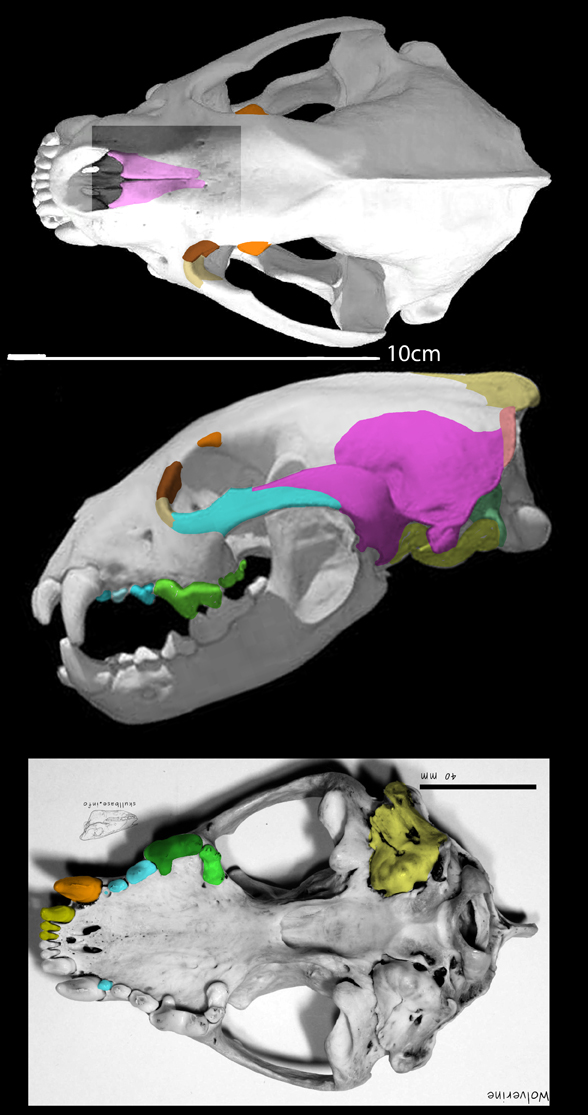 Gulo skull