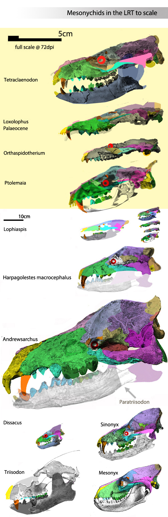 Harpagolestes, Mesonyx, Andrewsarchus and kin to scale