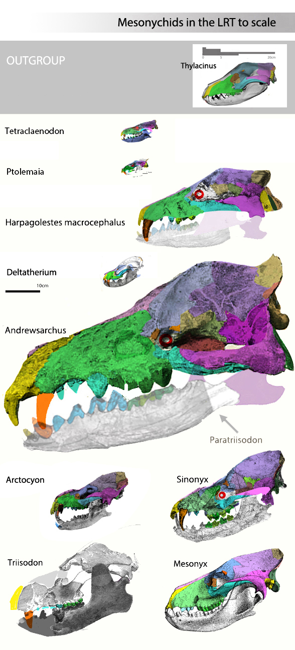 Sinonyx and Andrewsaruchus to scale