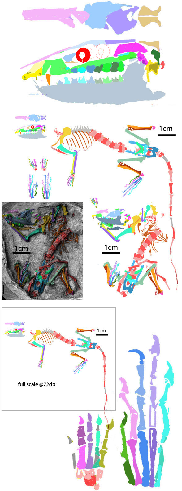 Henkelotherium recon insitu