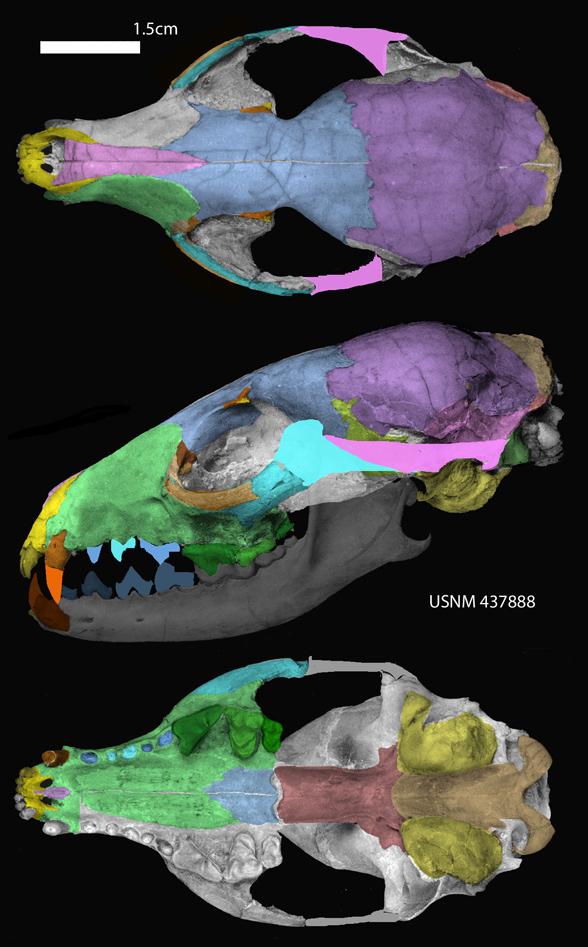 Hesperocycon gregarius skull