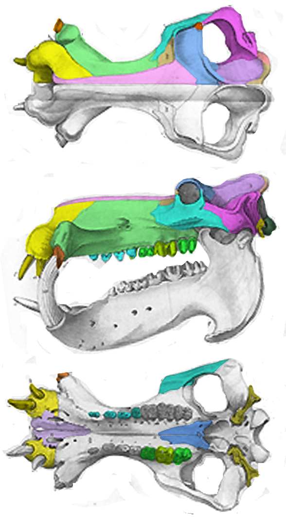 Hippopotamus skull