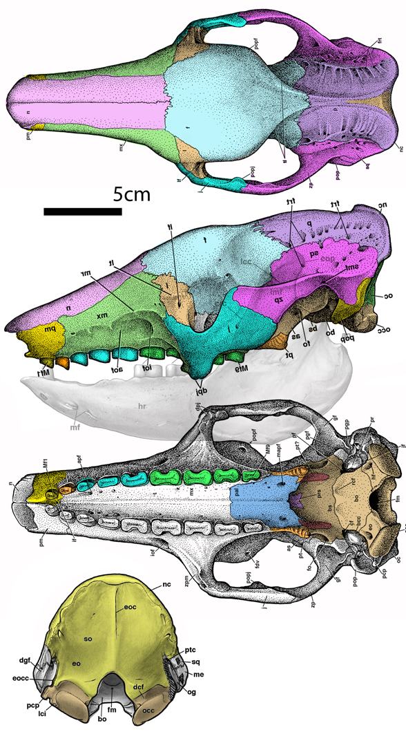 Holmesina skull