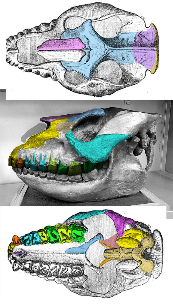 Homalodotherium skull