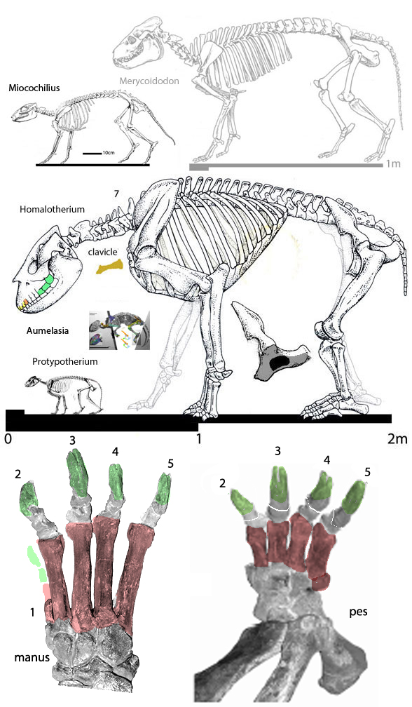 Homalodotherium diagram