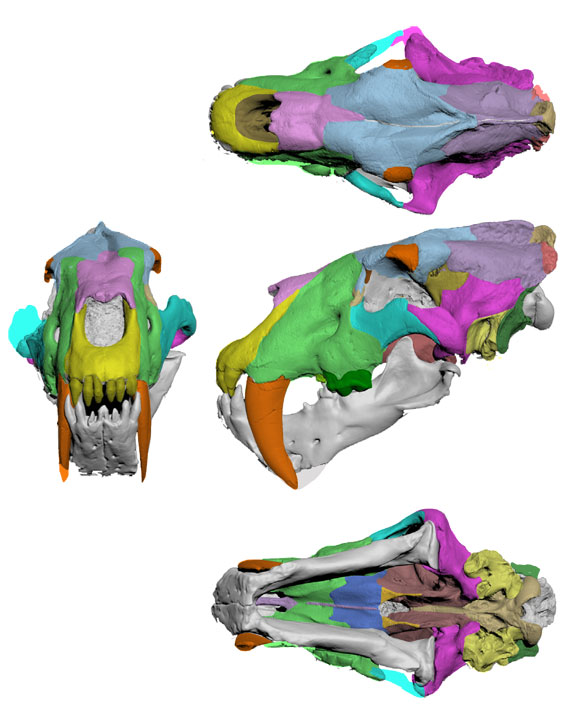 Homotherium skull