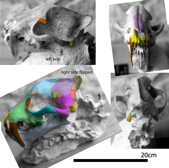 Hoplophoneus skull