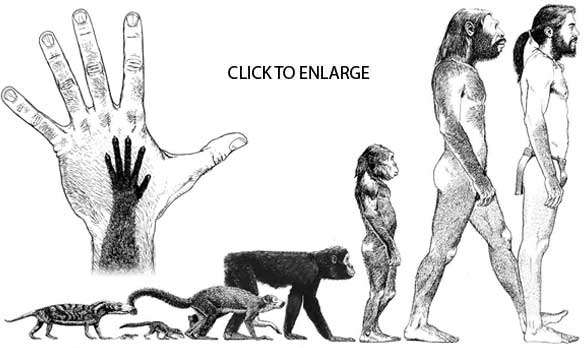 Human evolution