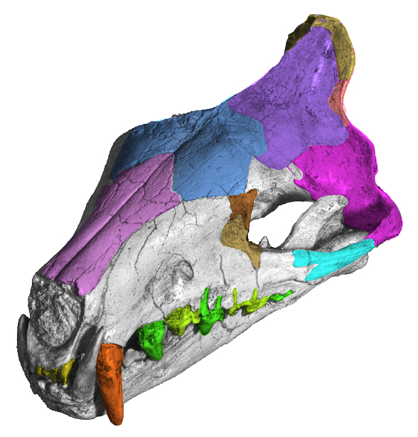 Hyaenodon skull