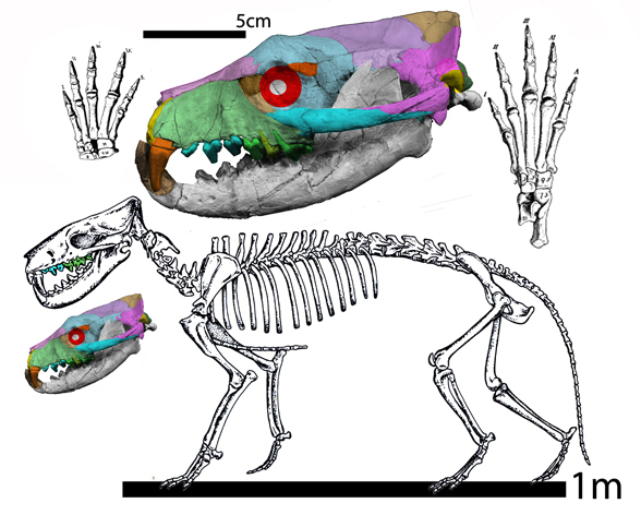 Hyaenodon