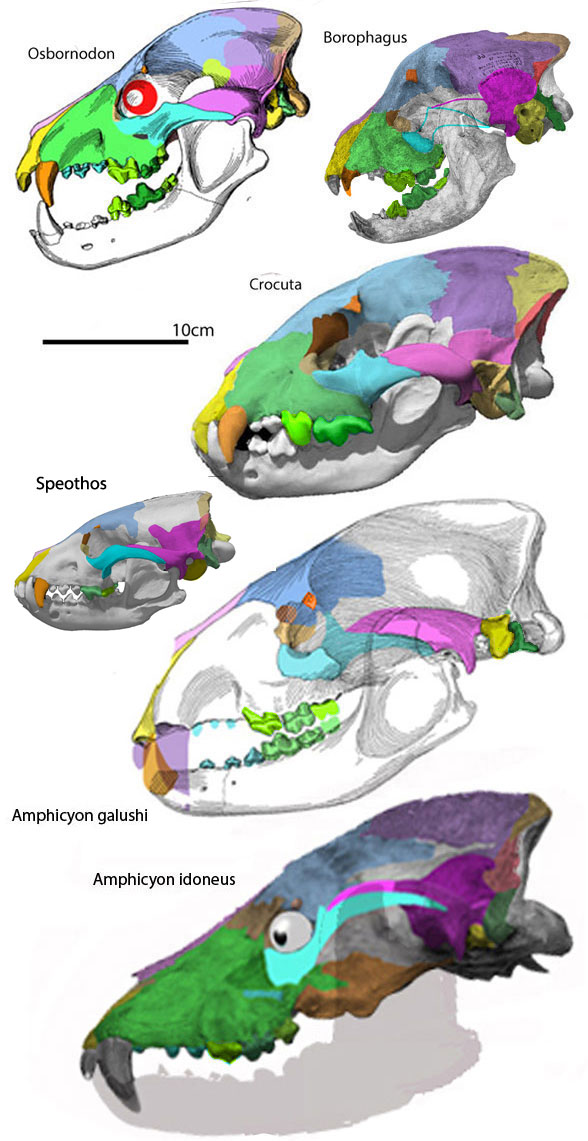 Borophagus and the hyenas