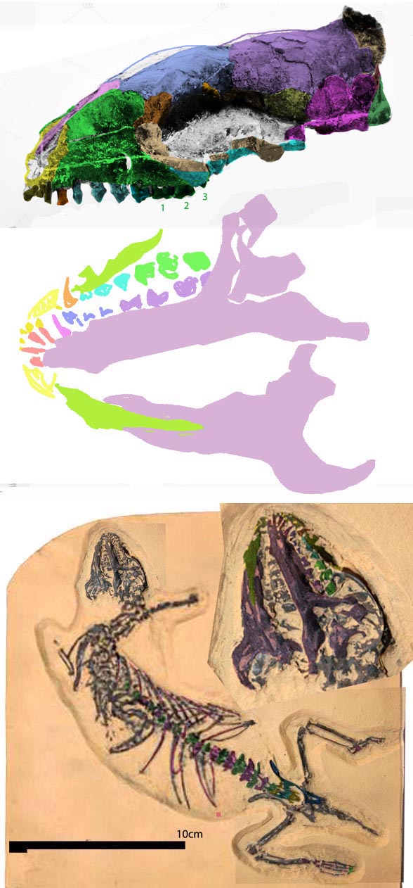 Hyopsodus in situ