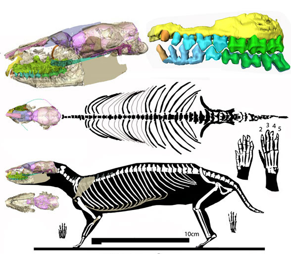 Hyopsodus