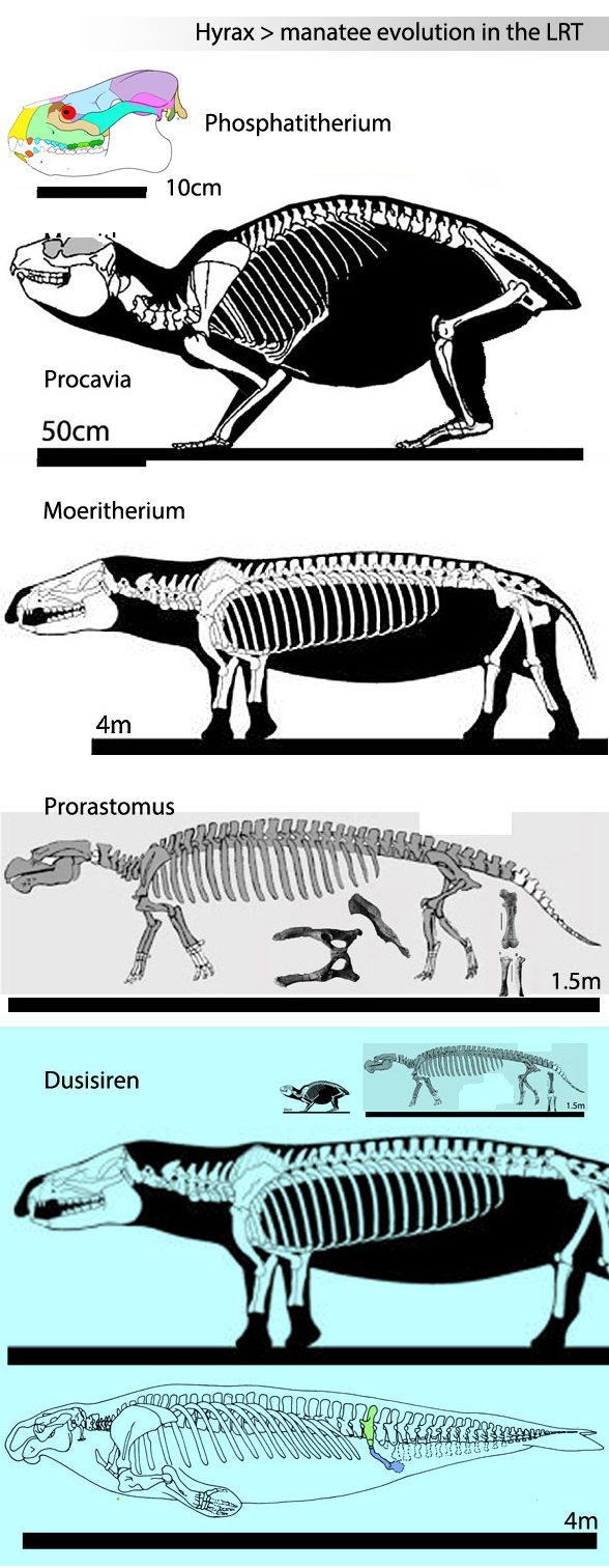 hyrax to manatee evolution