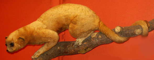 Kinkajou Potos