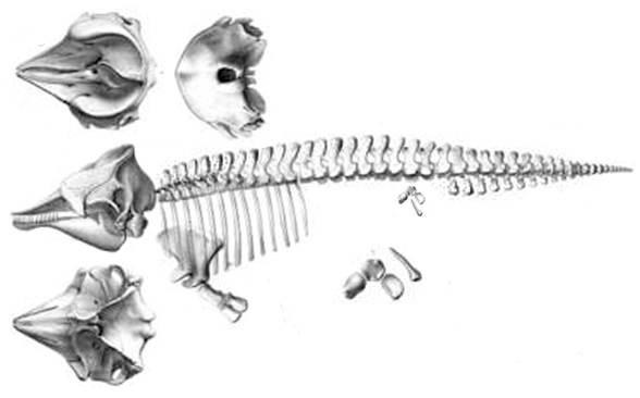 Kogia skeleton