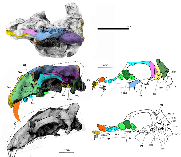 Koplonomos skull