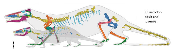 Krusatodon skeletons